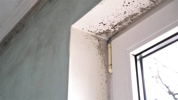 Best Health and Safety Mold Remediation in Mattawan, MI