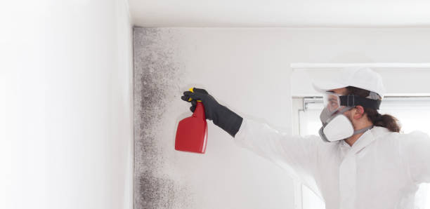 Best Black Mold Remediation in Mattawan, MI