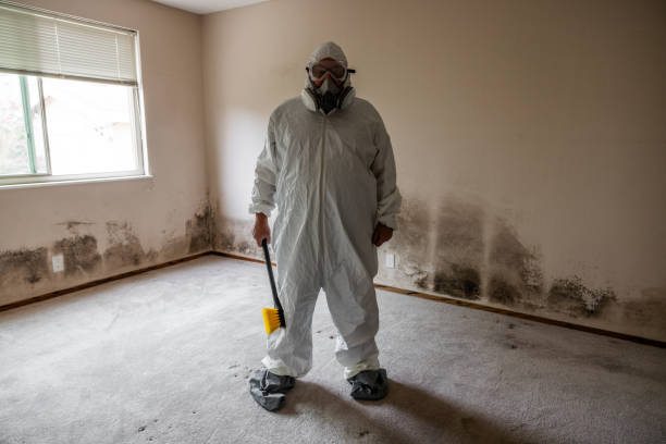 Best Post-Flood Mold Remediation in Mattawan, MI