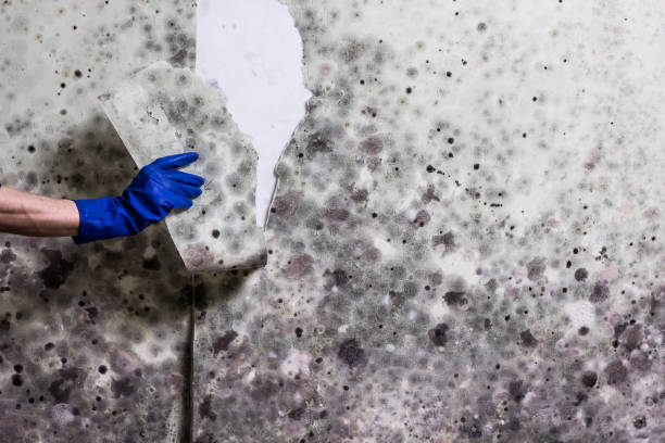 Best Insurance-Related Mold Remediation in Mattawan, MI