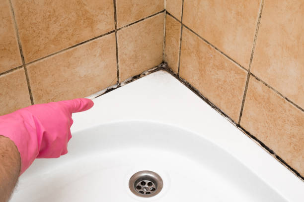 Best Industrial Mold Remediation in Mattawan, MI